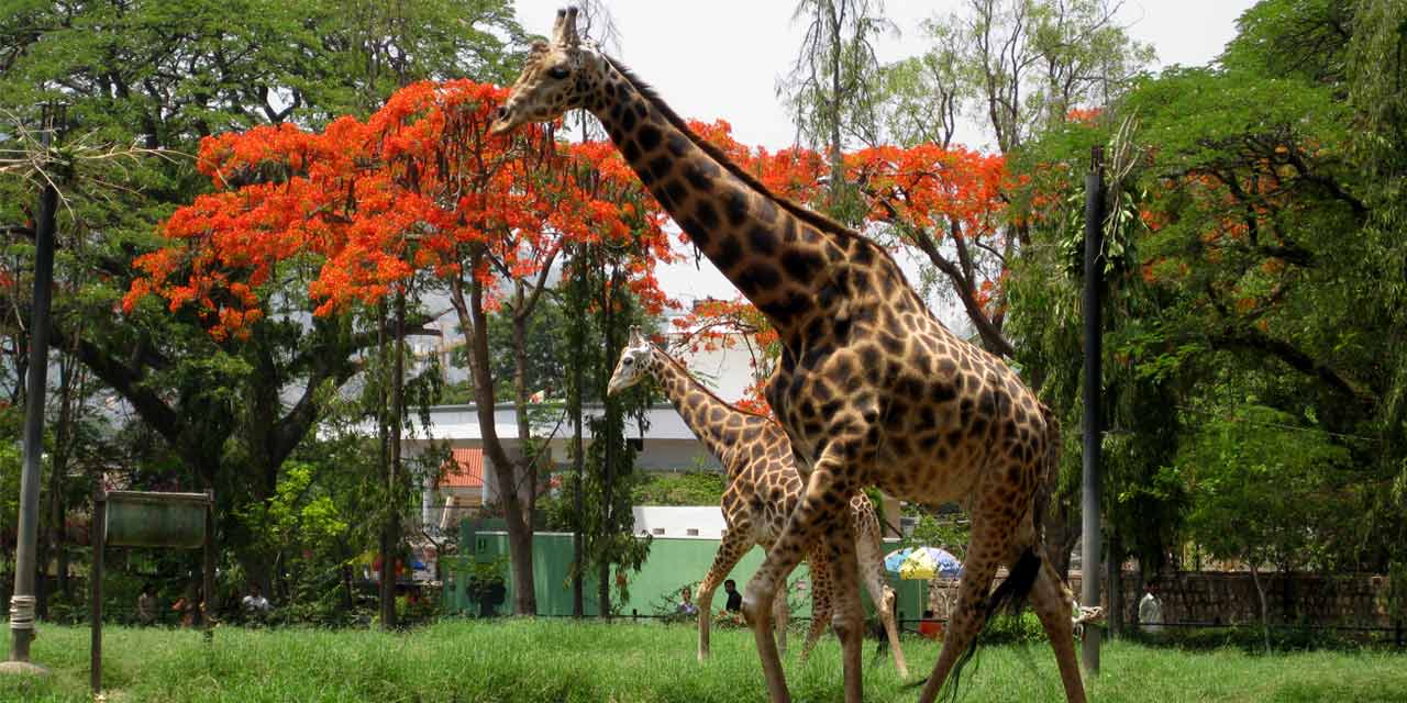 Mysore Zoo